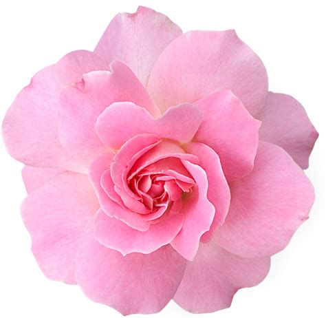 Pink Flowers Png Pic Png Arts