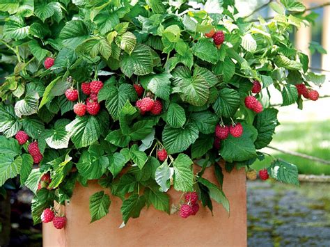 How To Grow Raspberries Indoor Plants