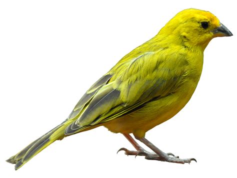 Download Yellow Bird Standing Png Image For Free