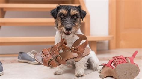How To Save Your Shoes From Your Pup And Teach Appropriate Chewing