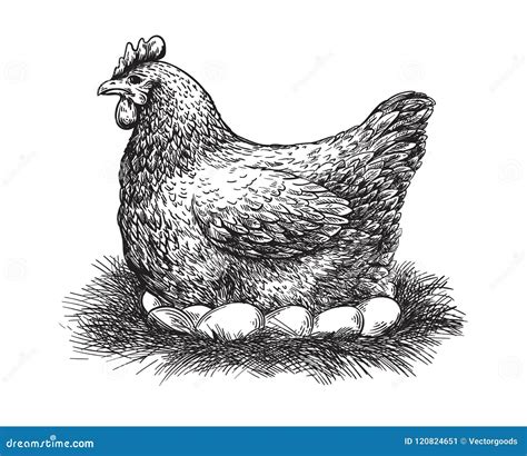 Chicken Illustration Drawing Engraving Ink Line Art Vector