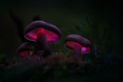 Magic Looking Mushrooms 30 Magical Mushroom Photos 500px