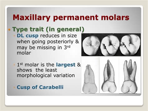 Ppt Morphology Of Permanent Maxillary Molars Powerpoint Presentation