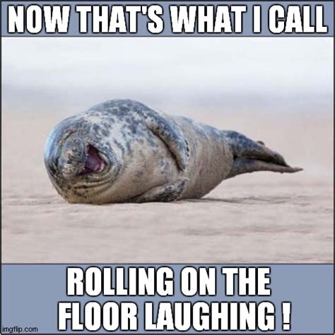 One Rofl Happy Seal Imgflip