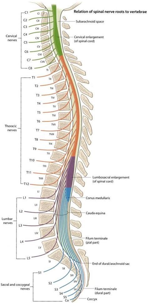 Spinal Cord And Cauda Equina Note That The Spinal Cord Ends At About
