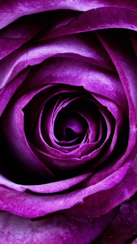 Purple Flower Bud Hd Wallpaper For Your Mobile Phone