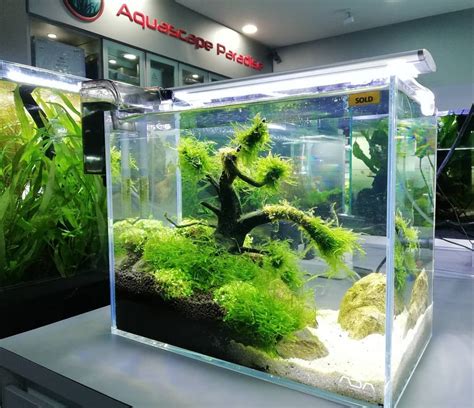 Aquascaping Is An Art To Learn More About Aquascaping Check Out The