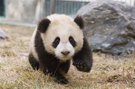 Visit Adorable Baby Cubs At Chinas New Panda Center