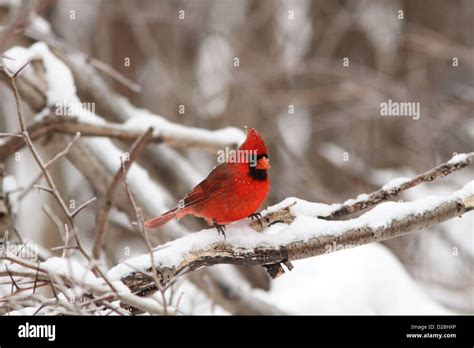 Northern Cardinal Male In Winter Plumage Stock Photo Alamy