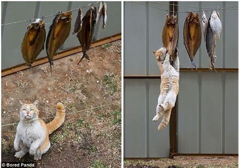 Hilarious Photographs Show Fearless Felines Stealing Daily Mail Online