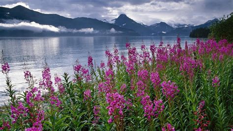 Landscape With Mountain Lake And Flowers Wallpapers