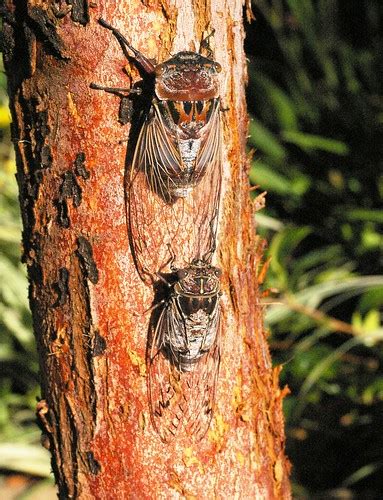 Are used to the pestilence and noise of cicadas every. Cicada News for November 2013 - Cicada Mania