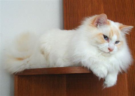 Ragdoll are in fact a very laid back, docile cat. Colors and varietes of Ragdoll Breed - Ragdolls Cattery ...