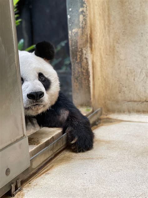Rip An An Worlds Oldest Captive Male Giant Panda Dies At 35