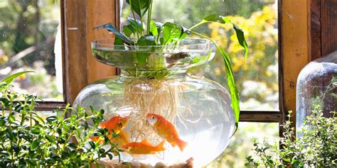 Make A Splash With These Indoor Water Gardens — Sunset Magazine