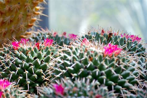 Download Cactus Flower Mammillaria Polythele Wallpaper