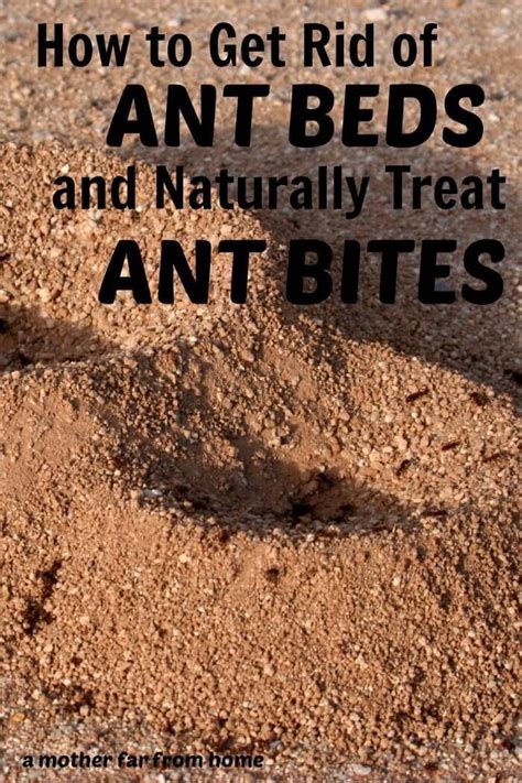 We did not find results for: Want to get rid of ant beds and soothe ant bites? Here's ...