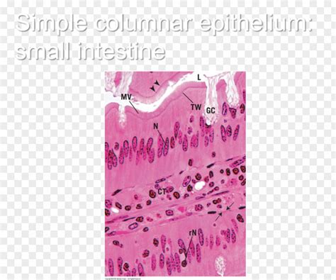 Small Intestine Simple Squamous Epithelium Histology Study Skills Test