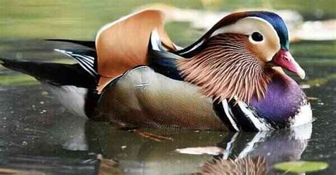 16 Interesting Facts About Mandarin Ducks
