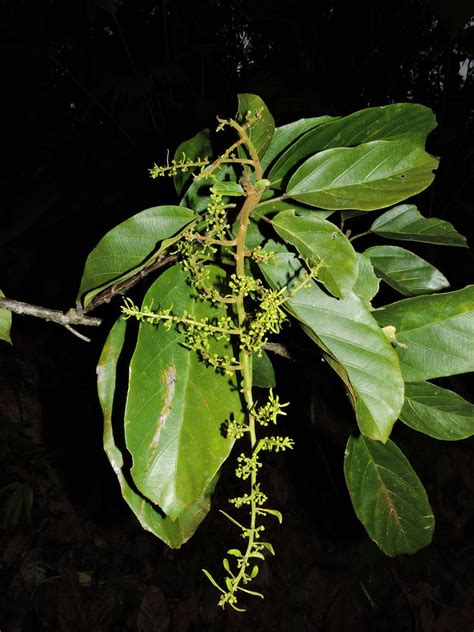 Omphalea Diandra L Vascular Plants Of The Osa Peninsula Flickr