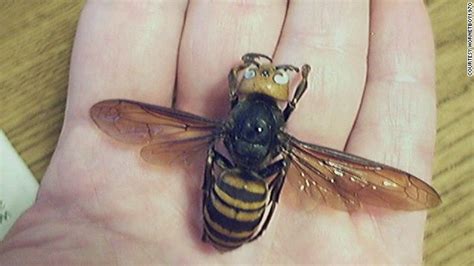 Deadly Hornets Kill 42 People In China Injure Over 1 500