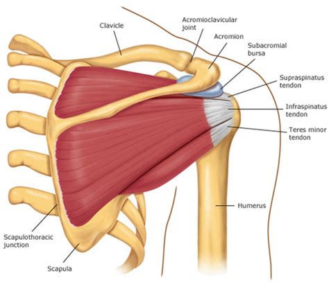 Supraspinatus Muscle Of The Week Sydney Physio Clinic 02 92332502