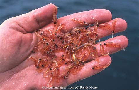 Save The Ocean Antarctic Krill