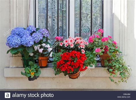Flowers On A Windowsill In Paris France Potted Plants