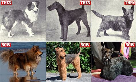 Fascinating Images Reveal How Dog Breeds Have Changed Over The Years