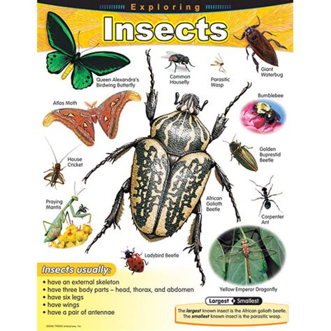 Exploring Insects Poster From Trend Enterprises Another Great Item