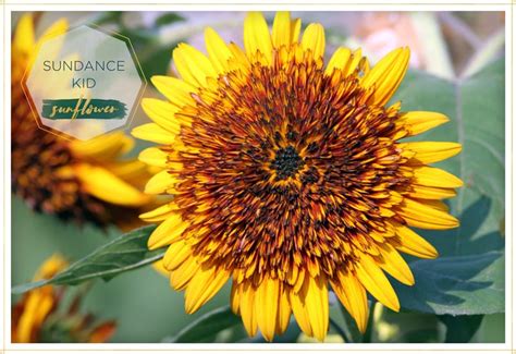 15 Stunning Types Of Sunflowers