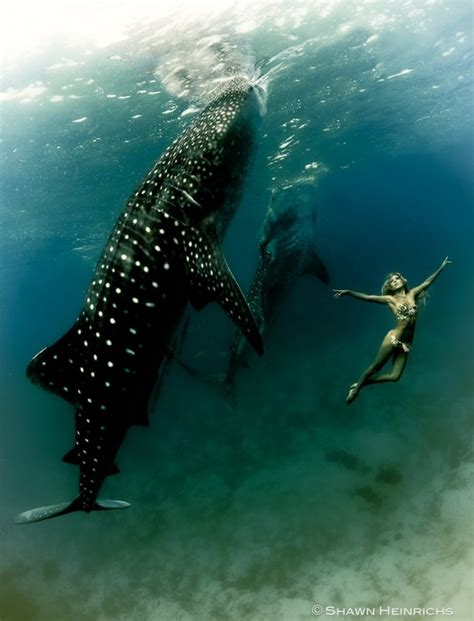 Swimming With Whale Sharks Philippines Palau Travel And Dive Photolog