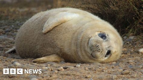 Seal Pup Numbers Up At Blakeney Point Nature Reserve Bbc News