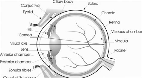 The Basic Anatomy Of A Human Eye Printed With Permission