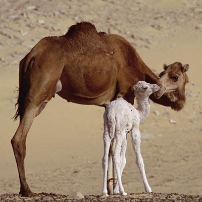 There are two different species of camels: Do the humps on camels hold water? | HowStuffWorks