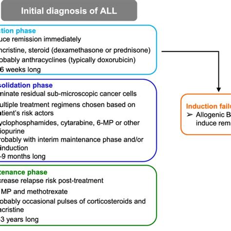 Diagram Of The Treatment Phases Of Pediatric Acute Lymphocytic Leukemia