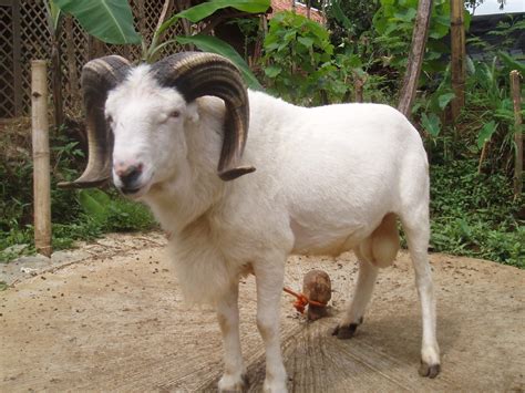 Pada postingan kali ini admin akan berbagi perihal gambar hewan anak tk yang kami posting dengan judul download 60 gambar hewan anak tk g. Hukum Berkurban untuk Orang Tua yang Sudah Meninggal dan ...