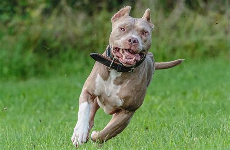 American Pit Bull Terrier Breed Guide And Insurance Coverage Healthy