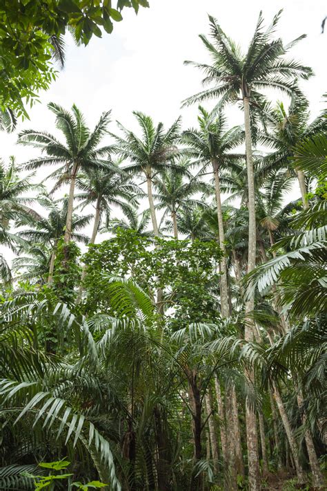Filesatake Palm Trees Satakentia Liukiuensis In Native Forest Of