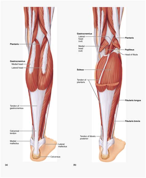 Anatomical Muscle Stretching Png Label The Muscles Of The Posterior