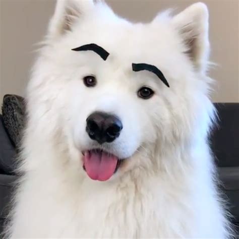 What Breed Of Dog Has Eyebrows