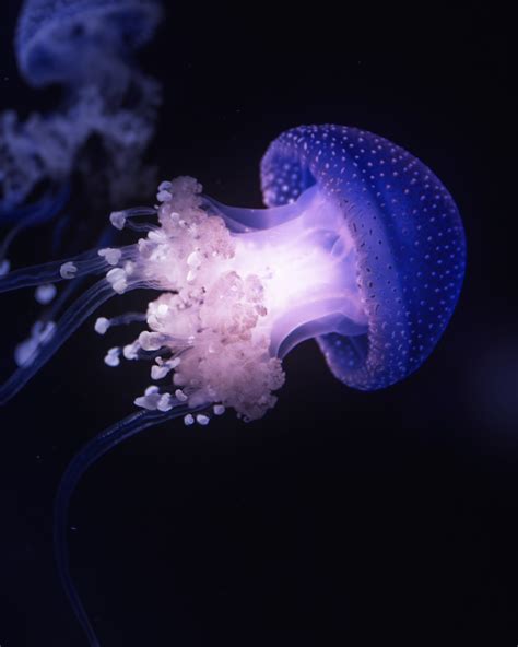 Jellyfish Tentacles Animal Free Photo On Pixabay Pixabay