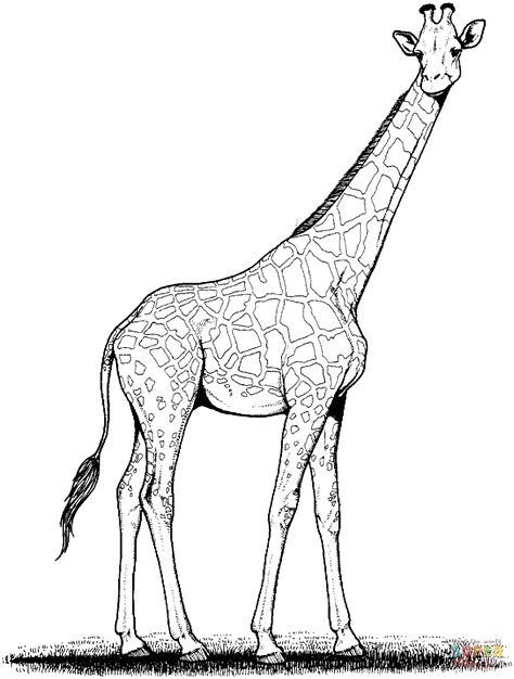 Related Image Giraffe Drawing Giraffe Painting Giraffe Art Cute