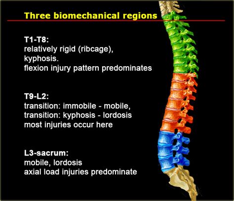 The Radiology Assistant Spine Soft Tissue Injury Bone Injuries