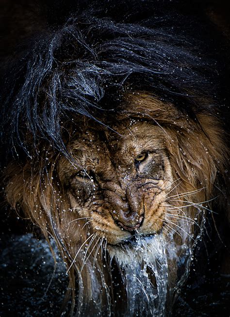 Фото Мокрая морда льва фотограф Eric Esterle