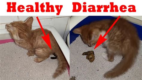 Why Your Kitten Has Diarrhea And What To Do To Stop It Daily Paws Vlr Eng Br
