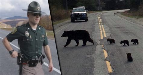 Cop Stumped When Bear Refuses To Move Looks Closer And Acts Fast R