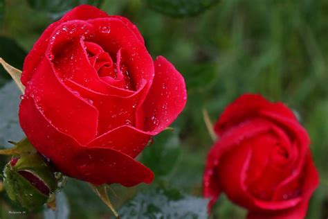Tapeta Na Pulpit Czerwone Róże Na Telefon Kategoria Kwiaty Impierium
