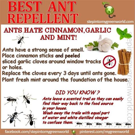 Natural Ant Repellent Ant Repellent Organic Pest Control Organic Pest