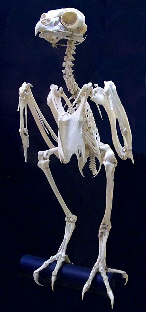 鳥 骨格 フクロウ 写真 動物解剖学